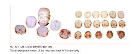 人体头颈部横断断层解剖模型