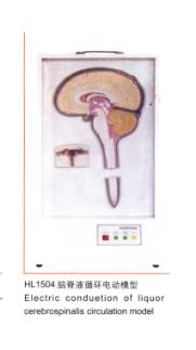脑脊液循环电动模型