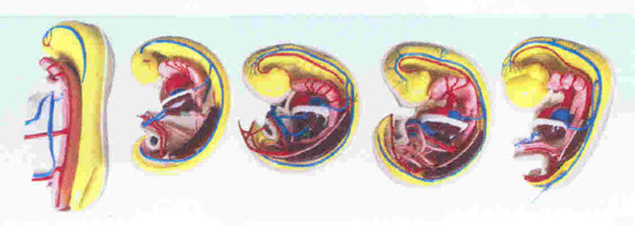 消化、呼吸、泌尿、生殖、体腔的发生解剖示教模型