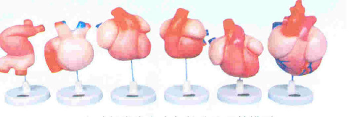 心脏的发生和内部的分隔示教模型