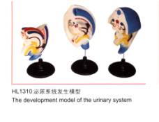泌尿系统发生模型