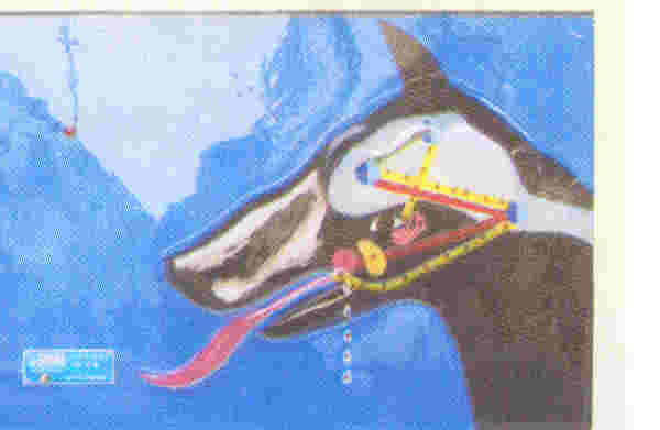 巴甫洛夫条件反射演示器