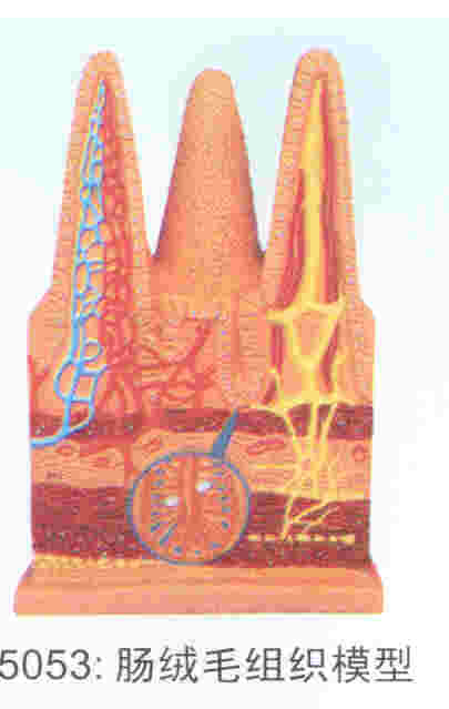 肠绒毛组织模型