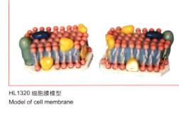 细胞膜膜型