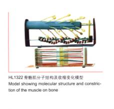 骨骼肌分子结构及收缩变化模型