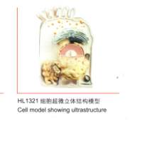 细胞超微立体结构模型