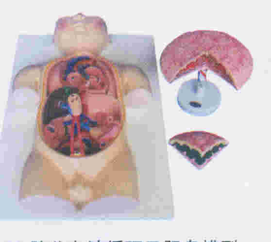 胎儿血液循环及胎盘模型