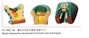 口腔、鼻腔及舌的发生