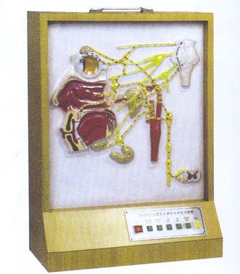 头部自主神经分布电动模型