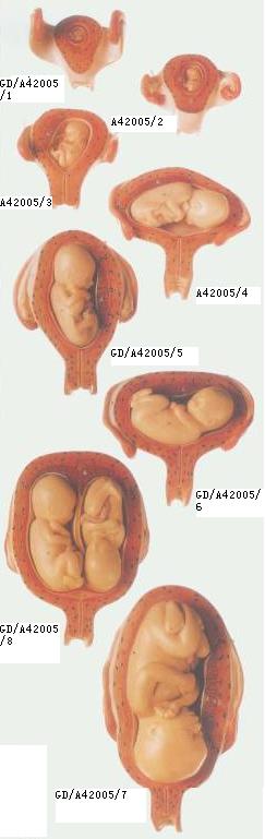 妊娠胚胎发育过程模型（8件）