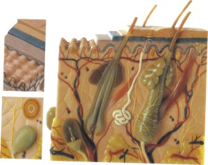皮肤组织结构放大模型