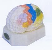 大脑皮质功能定位模型