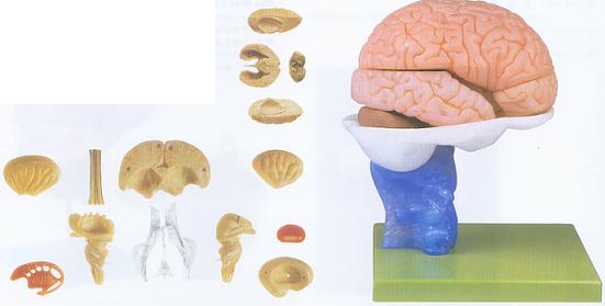 脑解剖模型