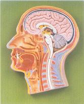 头部正中矢状切面模型