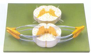 脊髓与脊神经分支放大模型