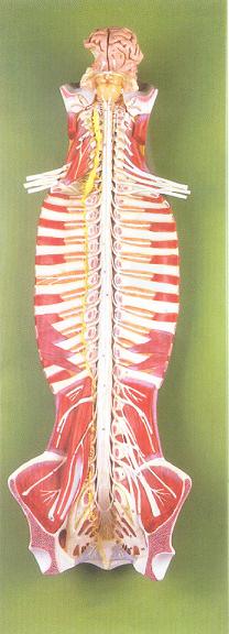 椎管内脊髓与脊神经模型