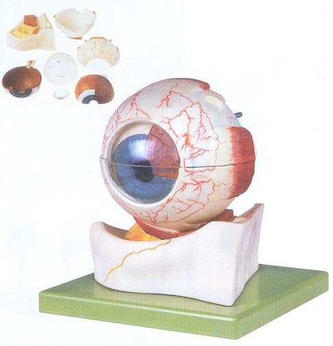 眼球构造放大模型