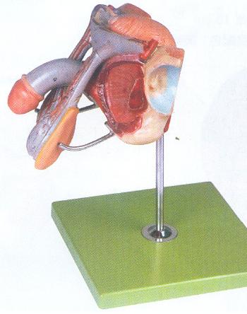 男性生殖器官结构模型