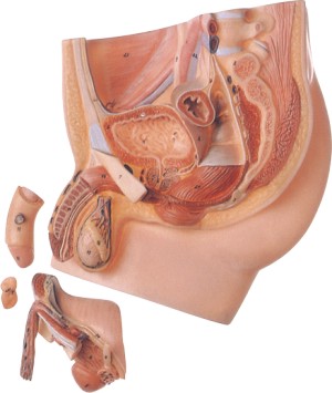 男性盆腔正中矢状切面模型