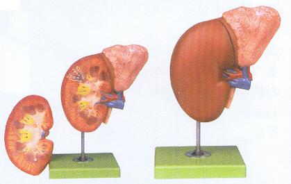 肾脏与肾上腺放大模型