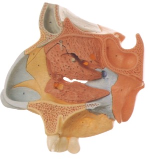 鼻腔放大模型