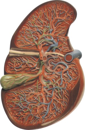 肝与胆囊放大模型