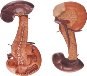 胰、十二指肠和脾模型