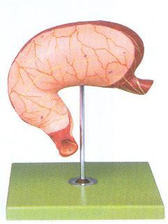 胃解剖结构