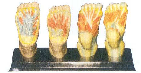 足底解剖模型