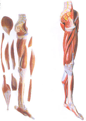 下肢肌肉附主要血管神经模型
