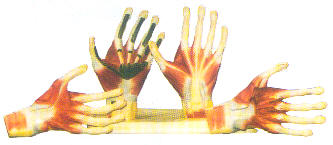 手掌解剖模型