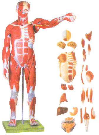 人体全身肌肉附内脏模型