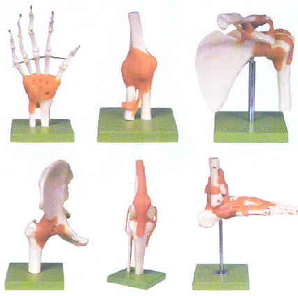 功能性手关节模型