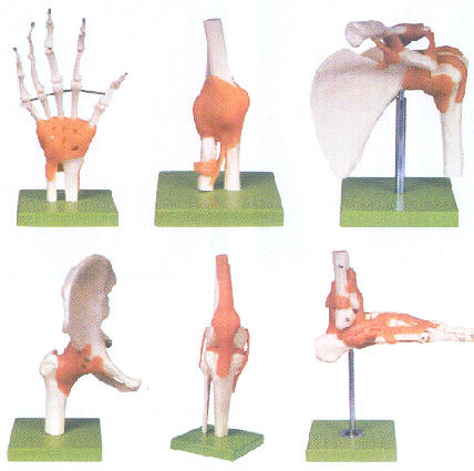 功能性膝关节模型