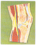 膝关节剖面模型