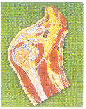 肘关节剖面模型