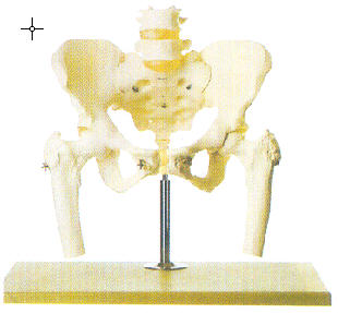 骨盆附腰椎及股骨头模型