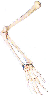 手臂骨模型