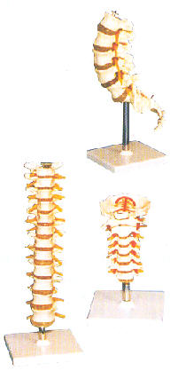 腰椎模型