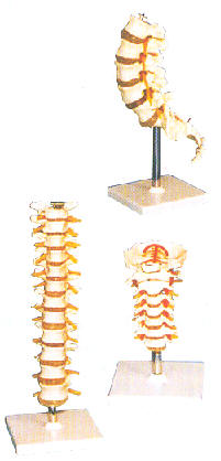 胸椎模型