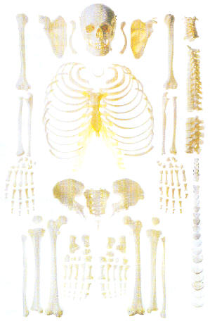 人体骨骼散骨模型（游离骨）