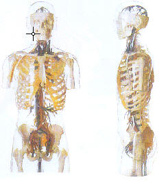 透明半身躯干附血管神经模型