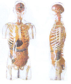 透明半身躯干附内脏模型