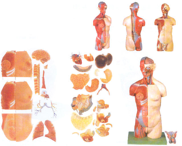 男性、女性外两性互换肌肉内脏背面开放式头颈躯干模型