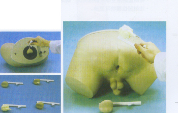 前列腺检查模型