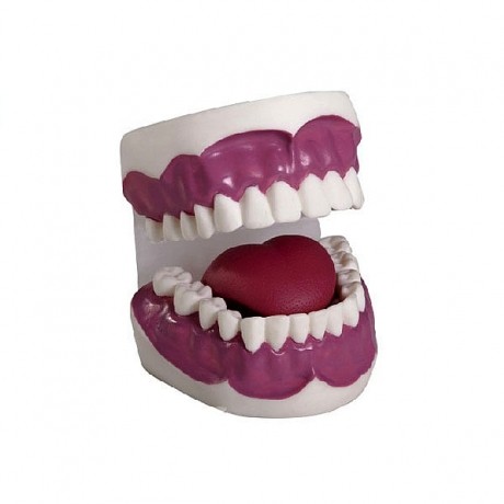 牙护理保健模型（28颗牙）（放大3倍）