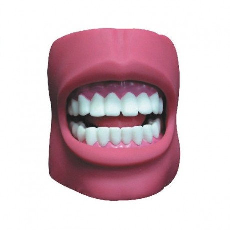 牙护理保健模型（带脸颊）（自然大）