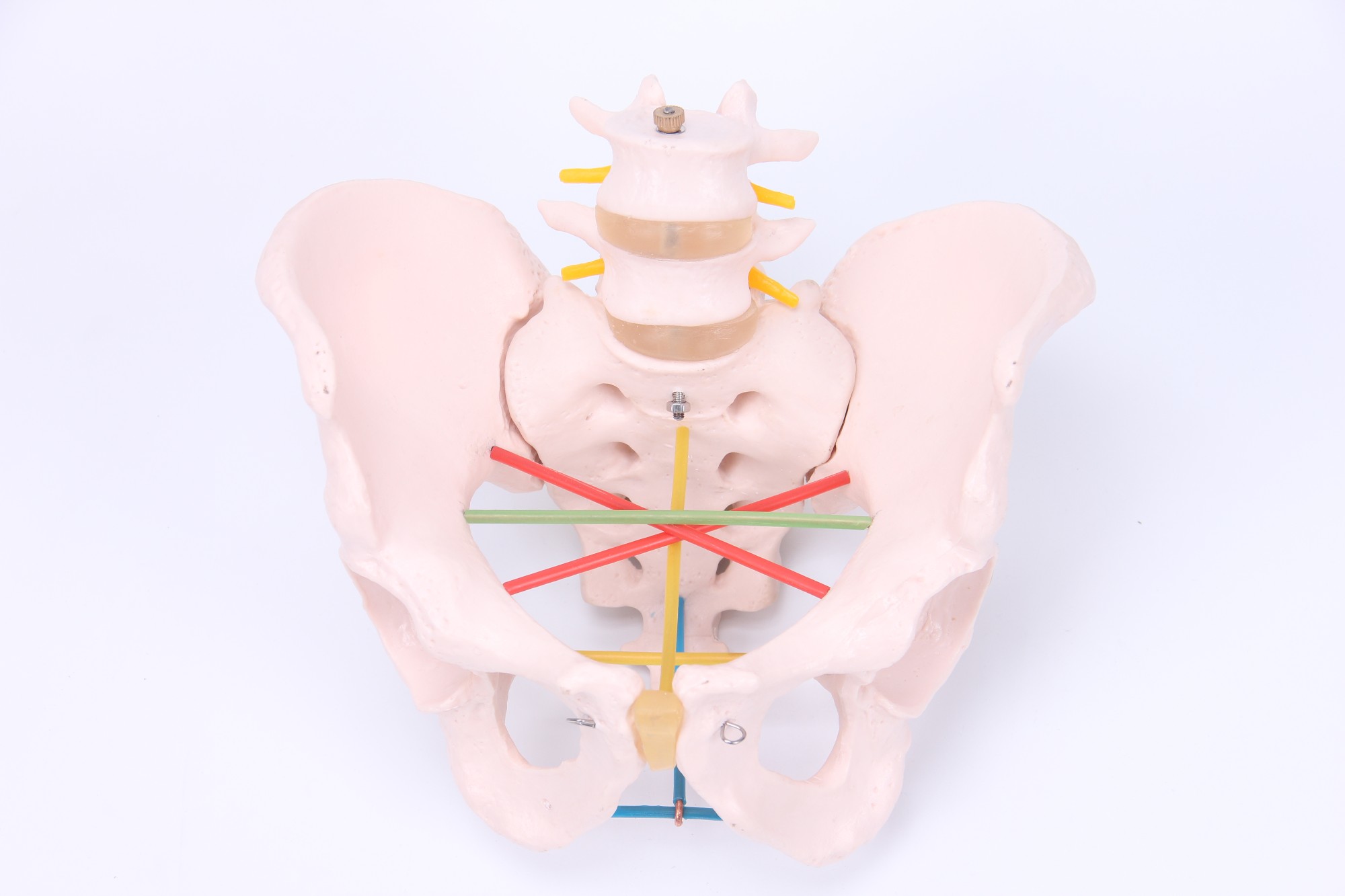 骨盆测量示教模型