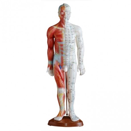 55CM男性针灸模型(带肌肉解剖)
