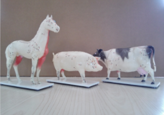 马、狗、牛、猫、猪针